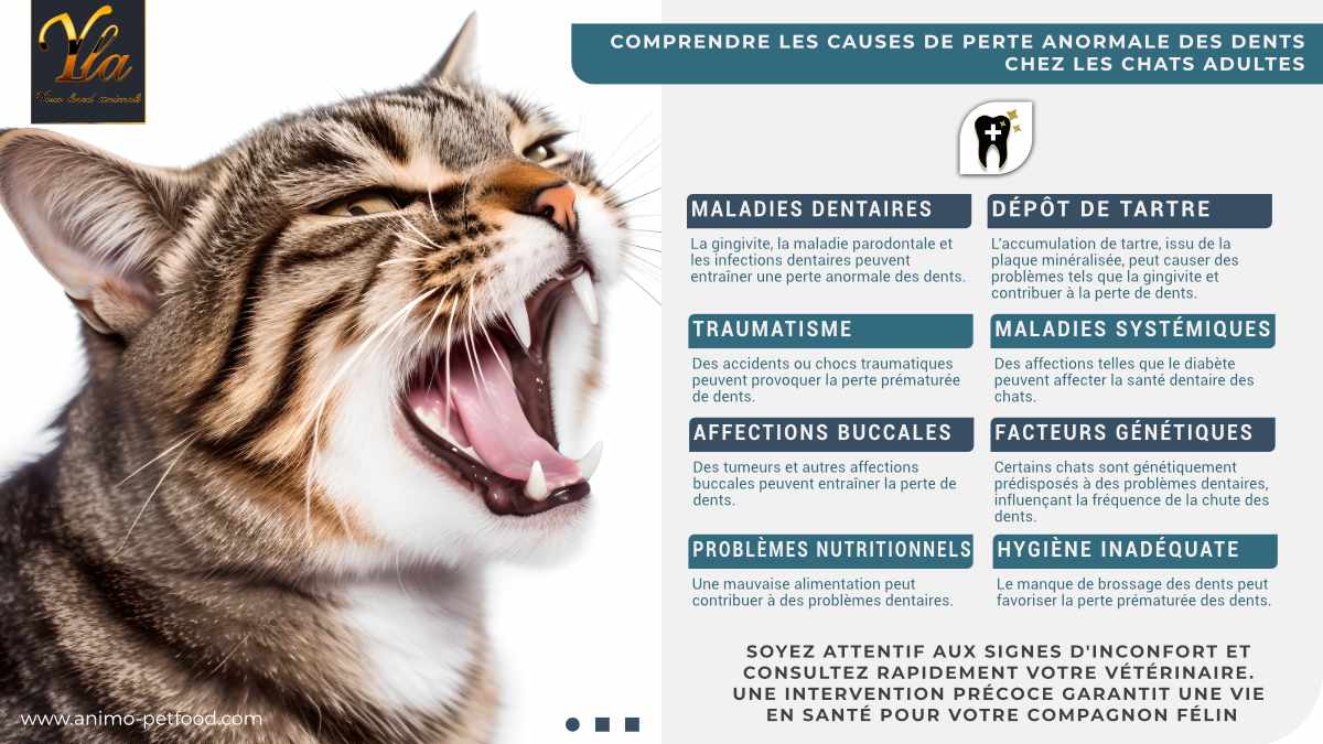 causes-de-perte-anormale-des-dents-chez-les-chats-adultes